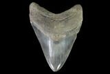 Serrated, Fossil Megalodon Tooth - Georgia #95487-1